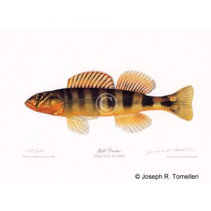 Gilt Darter Gilt Darter