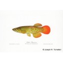 Blackstripe Topminnow Blackstripe Topminnow