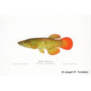 Golden Topminnow Golden Topminnow