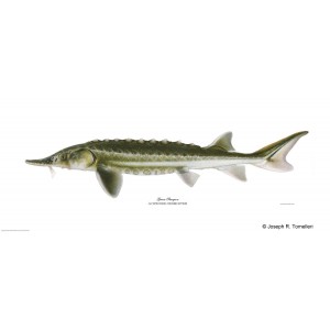 Green sturgeon