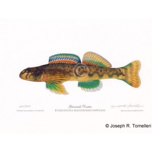 Greenside Darter Greenside Darter