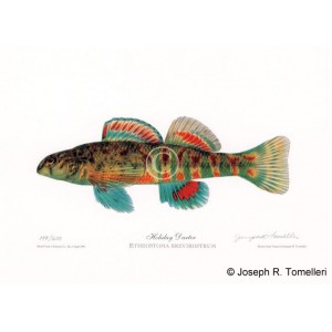 Holiday Darter Holiday Darter