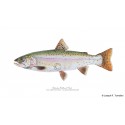 Yellowstone cutthroat trout Yellowstone cutthroat trout