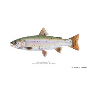 Lahontan Cutthroat Lahontan Cutthroat