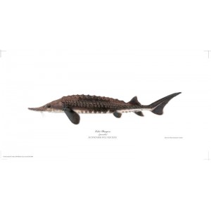 Lake Sturgeon Lake Sturgeon