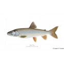 Atlantic Salmon