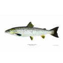 Atlantic Salmon